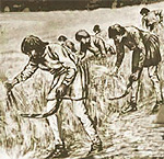 Medieval farming